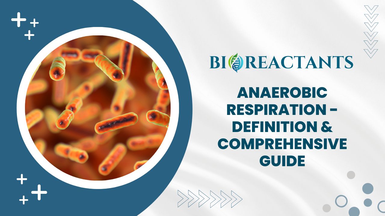 Anaerobic Respiration Definition Comprehensive Guide