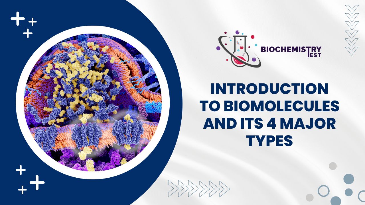 Introduction to Biomolecules and Its 4 Major Types