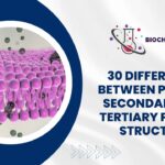 PRIMARY SECONDARY AND TERTIARY PROTEIN STRUCTURE 