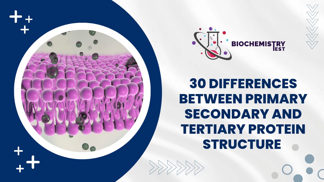 PRIMARY SECONDARY AND TERTIARY PROTEIN STRUCTURE 