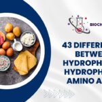 43 Differences Between Hydrophilic and Hydrophobic Amino Acids