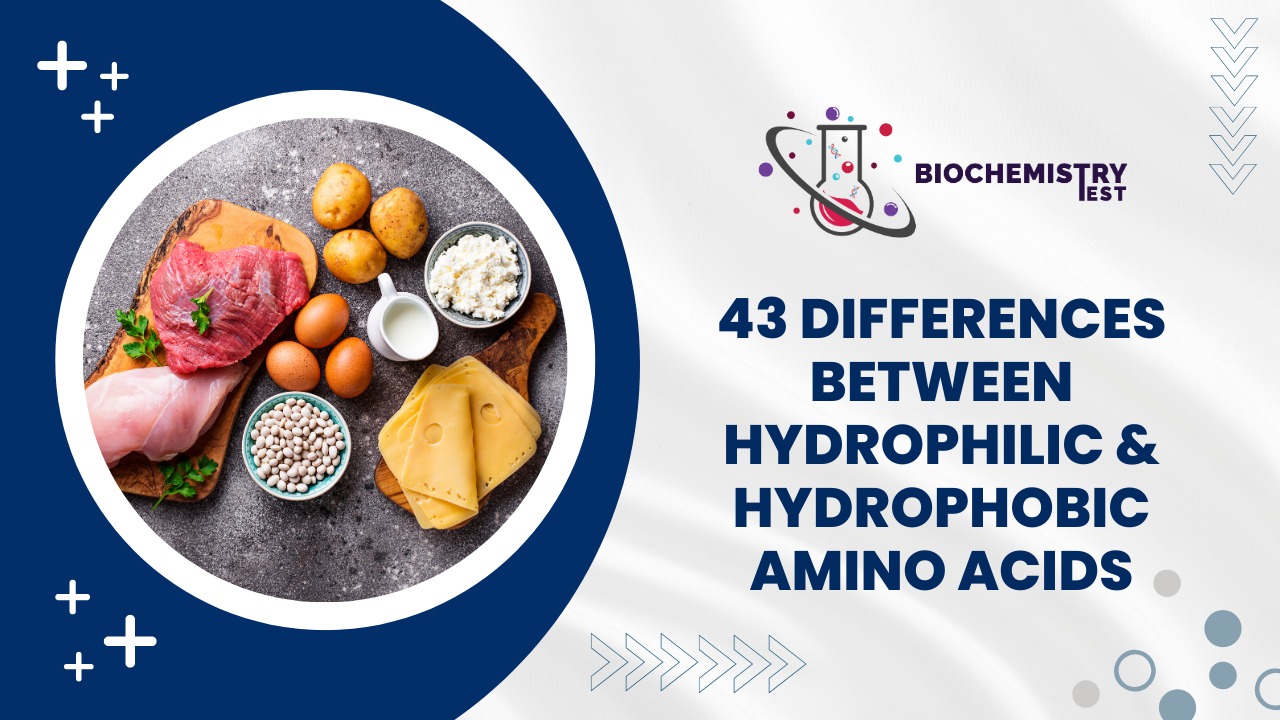 43 Differences Between Hydrophilic and Hydrophobic Amino Acids