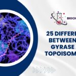 25 Differences Between DNA Gyrase and Topoisomerase