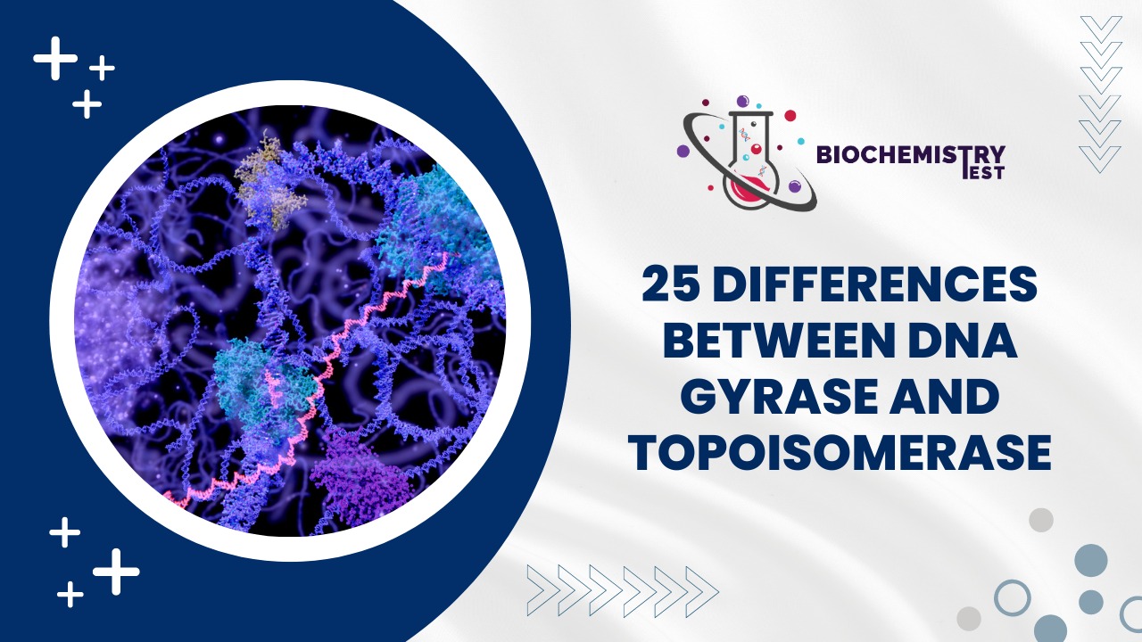 25 Differences Between DNA Gyrase and Topoisomerase