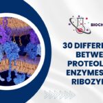 30 Differences Between Proteolytic Enzymes and ribozymes