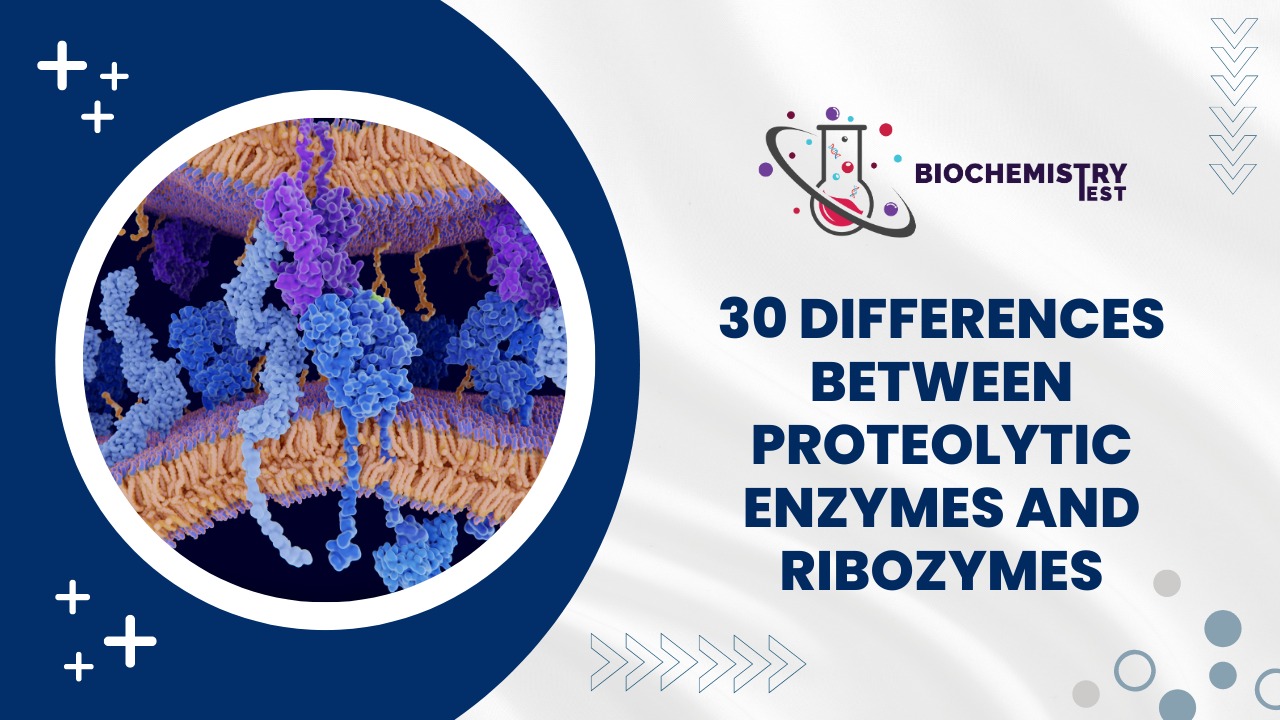 30 Differences Between Proteolytic Enzymes and ribozymes