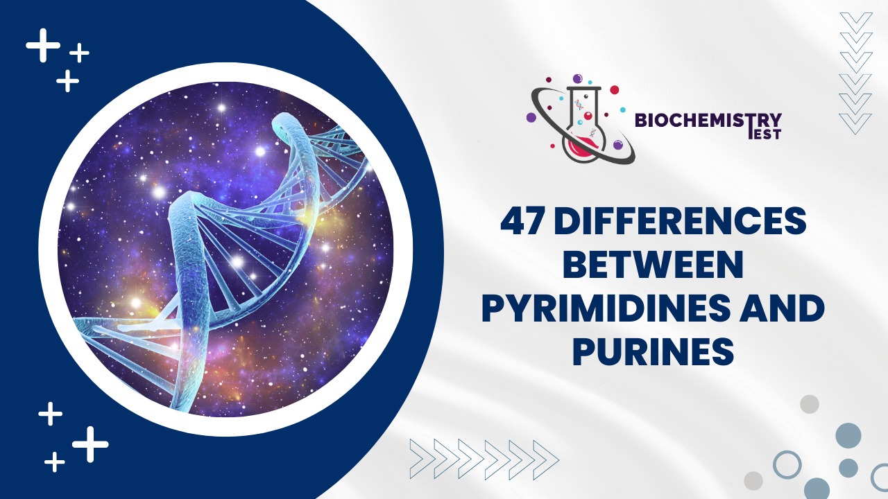 47 Differences Between Pyrimidines and Purines