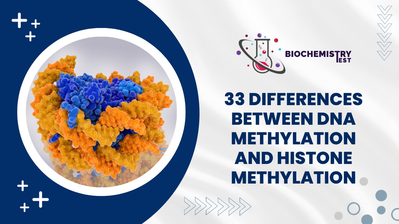 33 Differences Between DNA Methylation and Histone Methylation