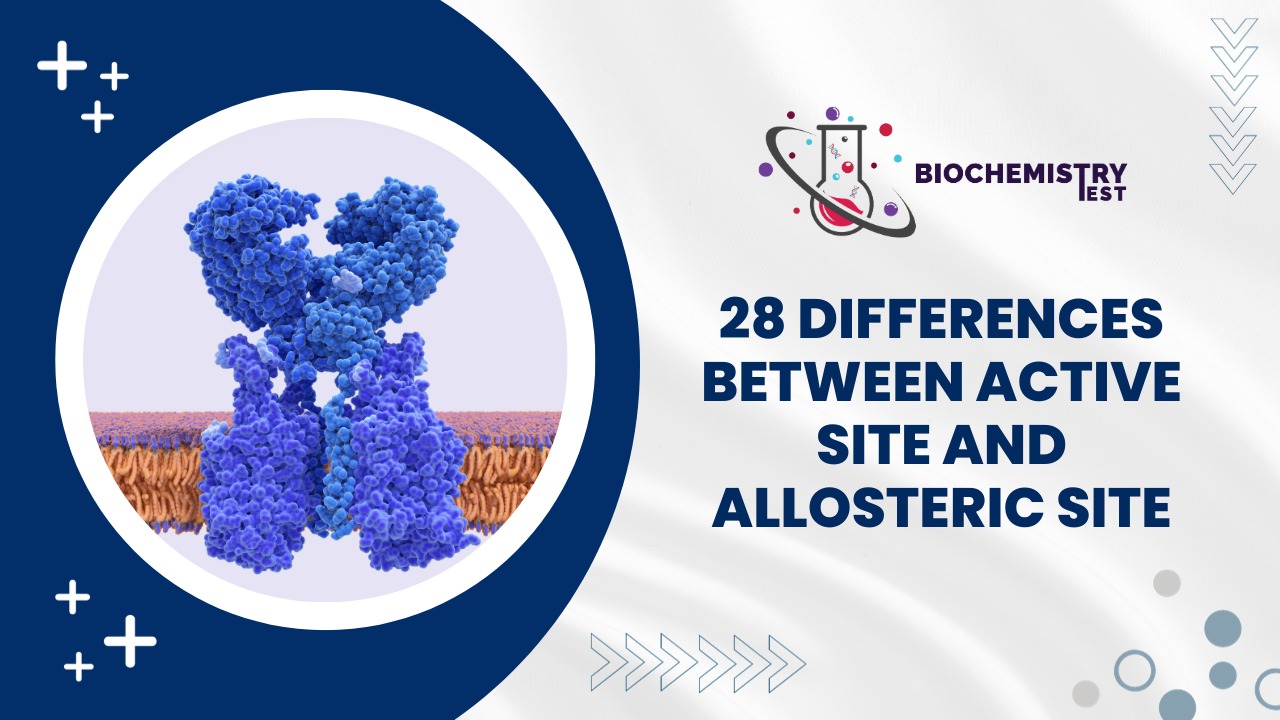 28 Differences Between Active site and allosteric Site