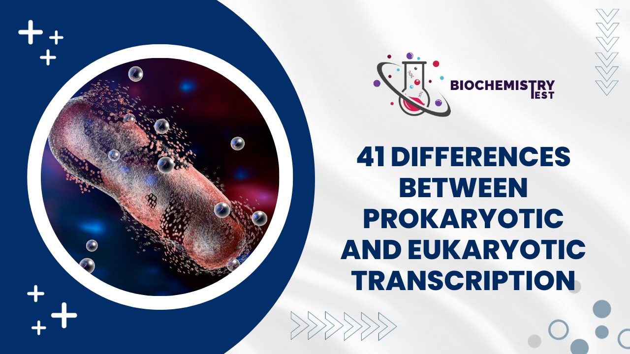 41 Differences Between Prokaryotic and Eukaryotic Transcription