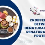 26 Difference Between Denaturation and Renaturation of Proteins