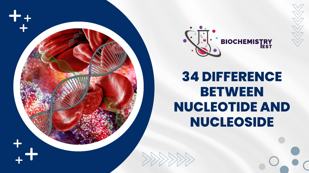 44 Differences Between DNA AND RNA Polymerase