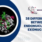 38 Differences Between Endonuclease and Exonuclease