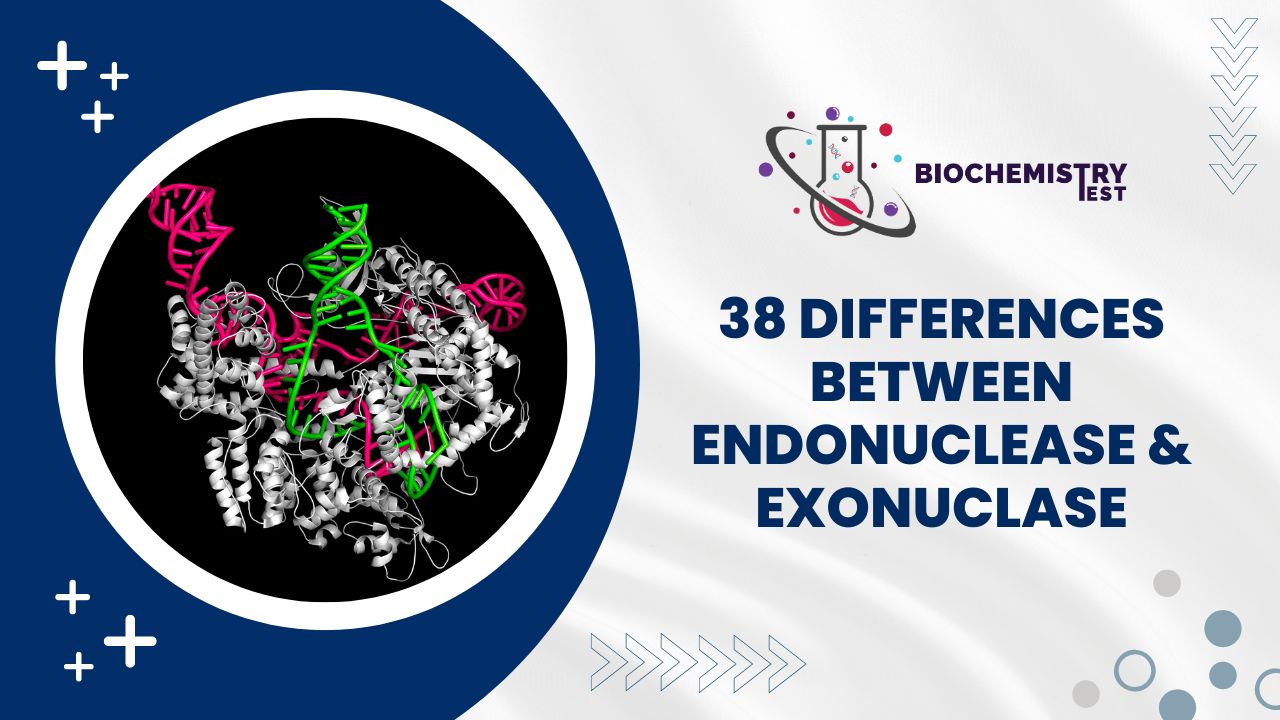 38 Differences Between Endonuclease and Exonuclease