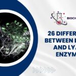 26 Difference Between Ligase and Lyase Enzymes