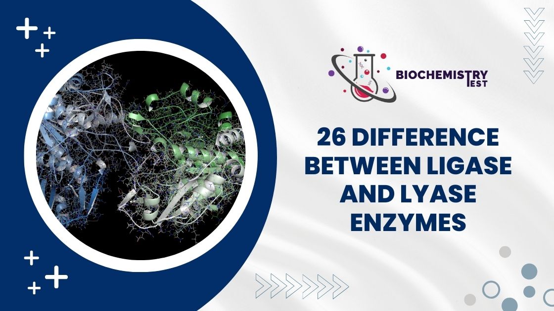 26 Difference Between Ligase and Lyase Enzymes