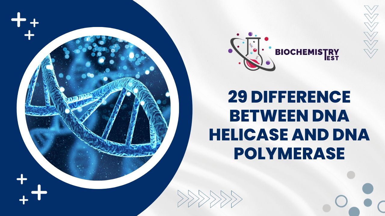 dna polymerase, dna polymerase protein, dna polymerase function, dna polymerase one, dna polymerase 3, dna polymerase iii, dna replication occurs during,