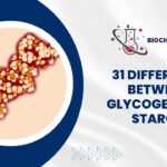 31 Difference Between Glycogen and Starch