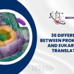 36 Difference Between Prokaryotic and Eukaryotic Translation