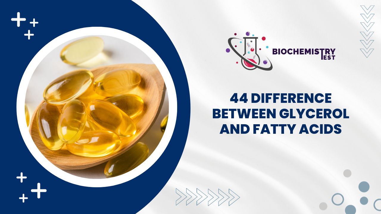 44 Difference Between Glycerol and Fatty Acids