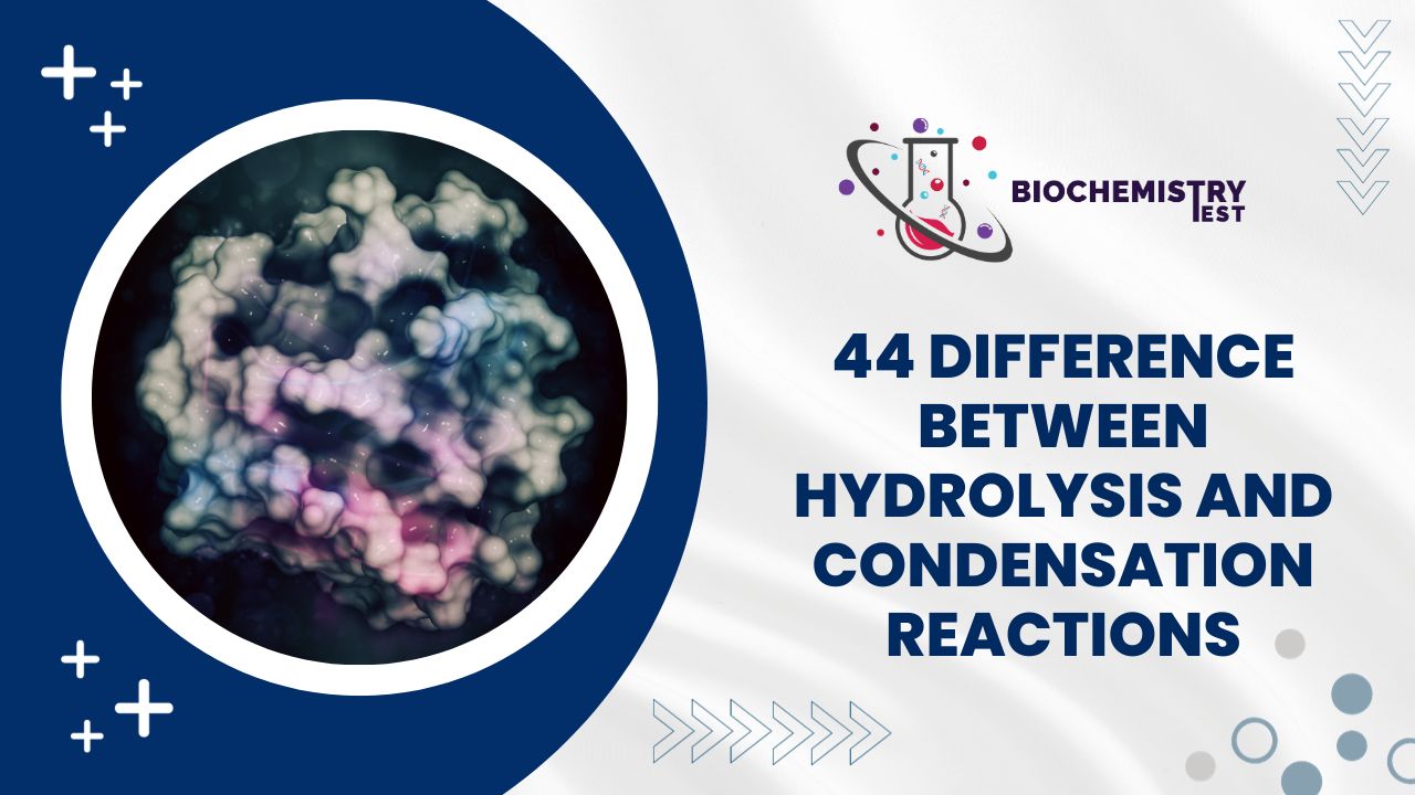 44 Difference Between Hydrolysis and Condensation Reactions