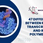 47 Difference Between Reverse Transcriptase and RNA Polymerase