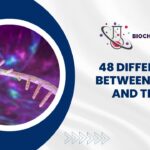 48 Difference Between mRNA and tRNA