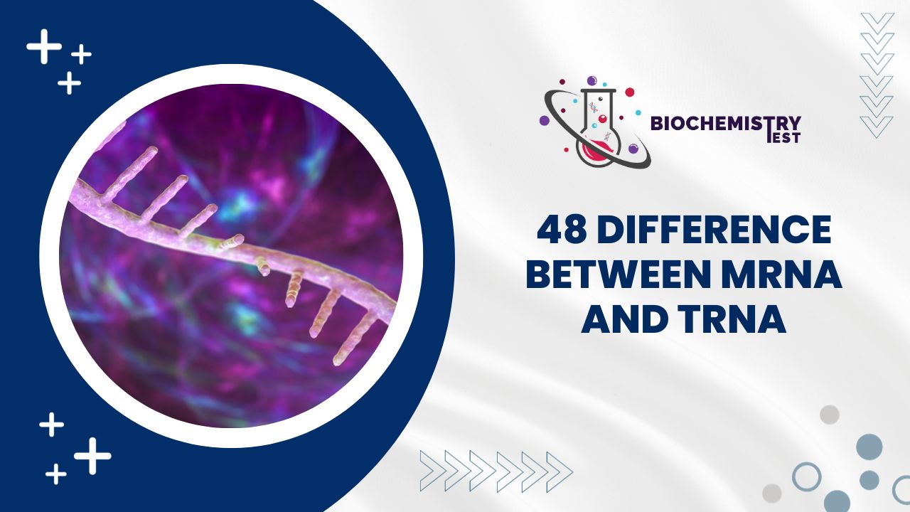 48 Difference Between mRNA and tRNA