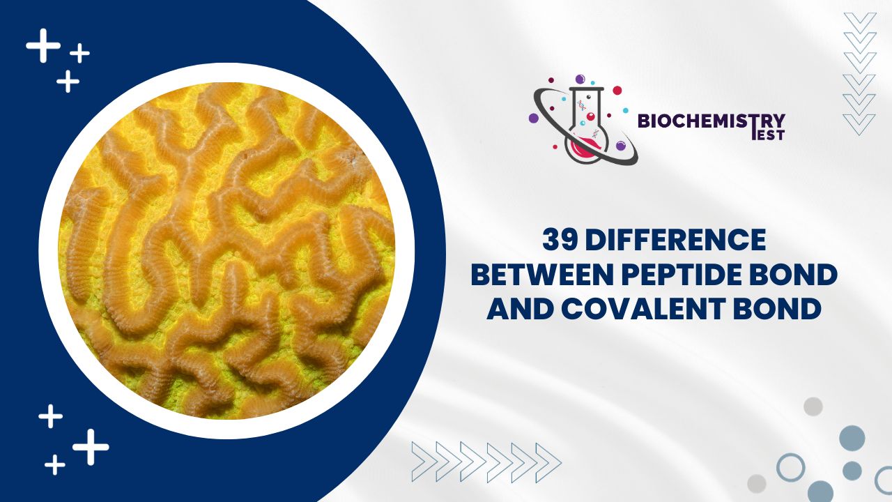 39 Difference Between Peptide Bond and Covalent Bond