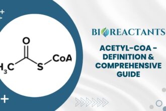 Acetyl-CoA - Definition & Comprehensive Guide