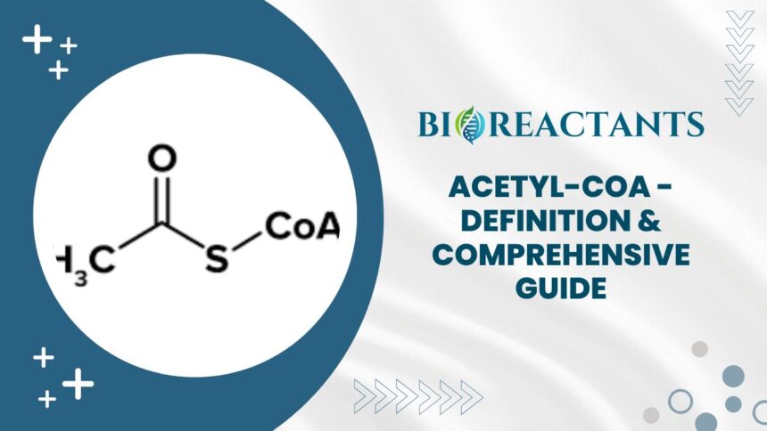 Acetyl-CoA - Definition & Comprehensive Guide