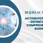 Action Potential - Definition & Comprehensive Guide