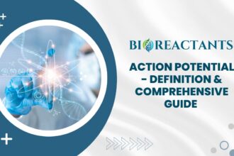 Action Potential - Definition & Comprehensive Guide