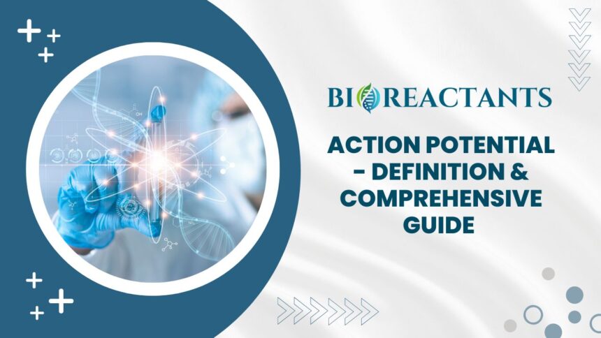 Action Potential - Definition & Comprehensive Guide