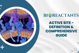 Active Site - Definition & Comprehensive Guide