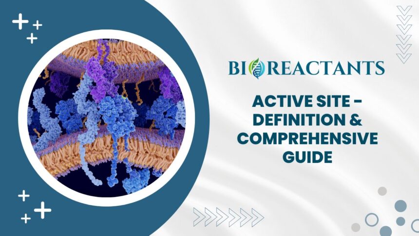 Active Site - Definition & Comprehensive Guide