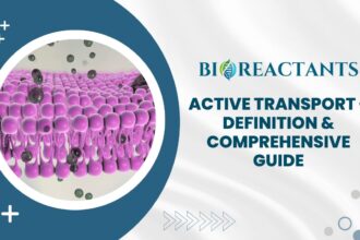 Active Transport - Definition & Comprehensive Guide