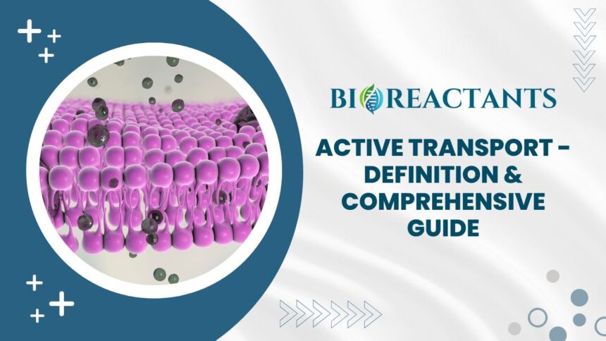 Active Transport - Definition & Comprehensive Guide