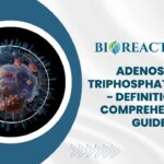 Adenosine Triphosphate (ATP) - Definition & Comprehensive Guide