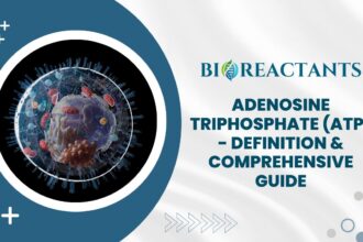 Adenosine Triphosphate (ATP) - Definition & Comprehensive Guide