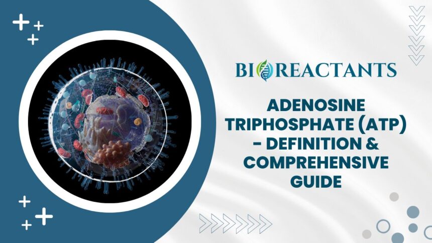 Adenosine Triphosphate (ATP) - Definition & Comprehensive Guide