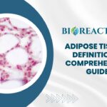 Adipose Tissue - Definition & Comprehensive Guide