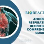 Aerobic Respiration - Definition & Comprehensive Guide