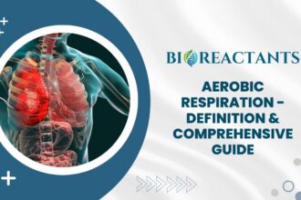 Aerobic Respiration - Definition & Comprehensive Guide