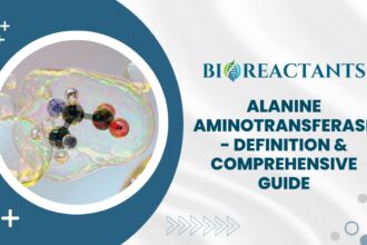 Alanine Aminotransferase - Definition & Comprehensive Guide