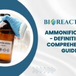 Ammonification - Definition & Comprehensive Guide