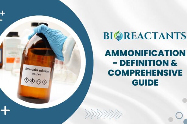 Ammonification - Definition & Comprehensive Guide