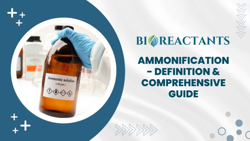 Ammonification - Definition & Comprehensive Guide