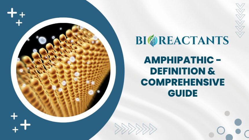 Amphipathic - Definition & Comprehensive Guide