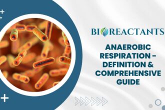 Anaerobic Respiration - Definition & Comprehensive Guide